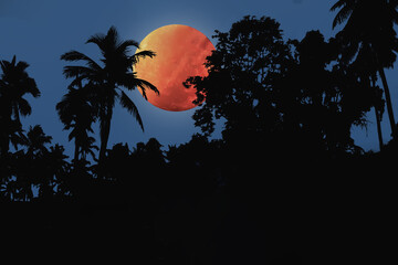 Mysterious blood moon image with silhouette trees in deep jungle on Halloween night background.