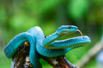 blue snake