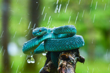 snake in the water