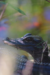 Obraz premium Close up of alligator