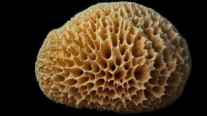 Sponges are simple, multicellular aquatic animals belonging to the phylum Porifera. They are some of the oldest creatures on Earth, dating back over 500 million years. Found in oceans and freshwater, 