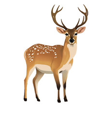  Illustration deer animal wildlife nature wild background design mammal vector stag