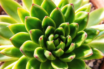 Succulent plant, showcasing its green leaves arranged in a rosette pattern. Image highlights the intricate details and textures of the plant's leaves