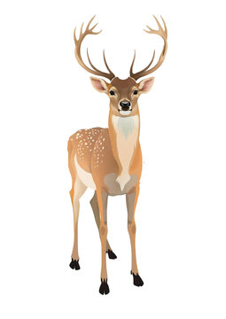  Illustration deer animal wildlife nature wild background design mammal vector stag