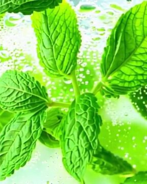 mint leaves swirl in a glass of water