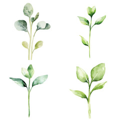 Botanical art displaying green plant illustrations studio watercolor artwork minimalist close-up nature aesthetics