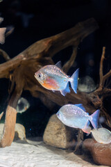 Mother of pearl fish of different species in a dark aquarium