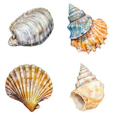 Colorful shell collection ocean shore illustrative artwork natural environment close-up view marine life concept