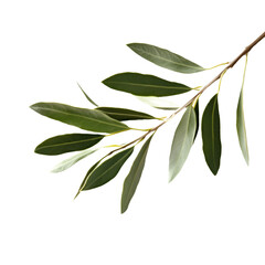 Fototapeta premium Olive branch twig