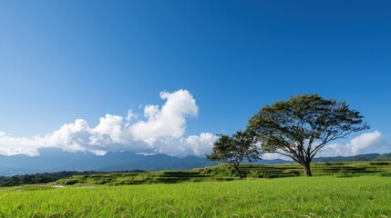 Tranquil Countryside Landscape