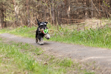 Forest trail becomes dog's playground - Miniature schnauzer races with green ball along woodland path