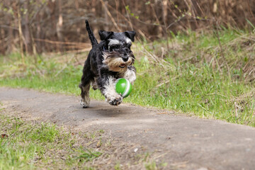 Forest fetch game captivates canine companion - Miniature schnauzer leaps through sunlit woodland trail with green ball