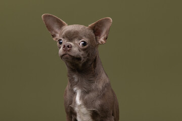 Cute lilac Chihuahua dog on a green background and looking at the camera