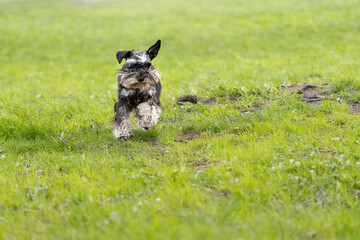 Running miniature schnauzer in action. Playful dog sprints across green lawn
