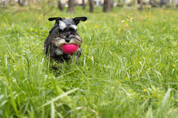 Ball fetch in spring meadow. Miniature schnauzer carries pink toy through tall grass