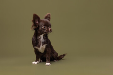 Cute chocolate Chihuahua dog in a dress on a green background and looking at the camera