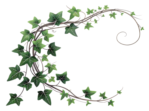 a green leaves clipart from Javanese tree vine or grape ivy plant (Cissus spp.), a jungle vine and hanging ivy plant bush foliage, isolated on a white background with a clipping path or cut-out.
