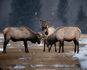 Three Majestic Moose with Giant Antlers in the Open Fields of Banff, Canada