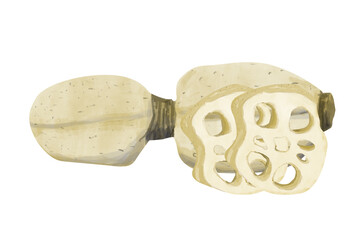 Watercolor Lotus Plant Parts: Root and Cut Root Slices, Illustration Composition for Web, Print, Textile, Products and Advertising