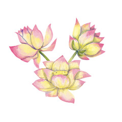 Fototapeta premium Watercolor Bouquet with Three Lotus Flowers, Illustration Composition for Web, Print, Textile, Products and Advertising