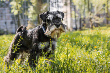 Miniature schnauzer standing in meadow. Black dog poses among spring flowers on sunny day