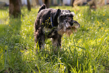 Miniature Schnauzer chewing grass on green meadow during walk in summer