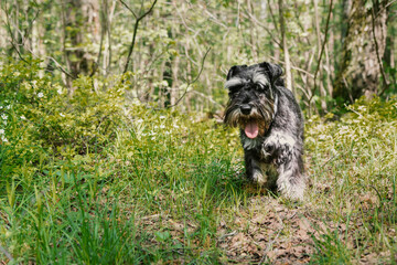 Schnauzer leads woodland adventure. Silver miniature breed explores natural forest path
