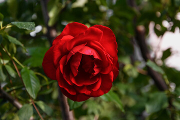 The blooming of a rose symbolizing beauty, love and romance during the day in natural light. A red rose blooms in the garden. Close-up of a dark red rose against a background of bright green foliage. 
