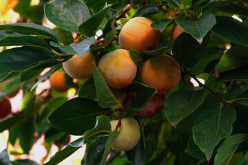 A ripe persimmon growing on a branch in a lush green garden. Bright orange persimmon on a tree with...