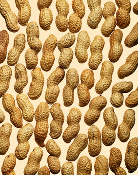 A Graphic Pattern of Peanuts on Tan