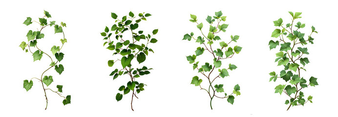 set of green leaves from Javanese treebine or grape ivy (Cissus spp.), a jungle vine and hanging ivy plant bush foliage, isolated on a white background with a clipping path.