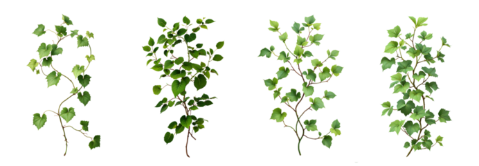 set of green leaves from Javanese treebine or grape ivy (Cissus spp.), a jungle vine and hanging ivy plant bush foliage, isolated on a white background with a clipping path.