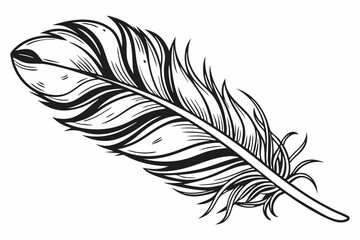 feather isolated on white background