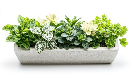 Fototapeta premium Lush Green and White Plants in Modern Rectangular Planter Indoor Gardening Home Decor