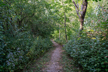 Pathway among the plants in the forest.