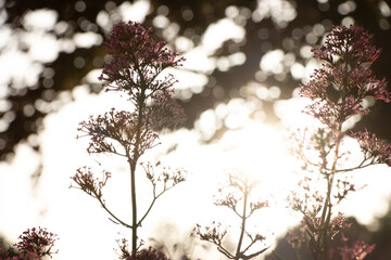 Blumen und Pflanzen, Garten, Natur, Sonnenlicht, Gegenlicht 