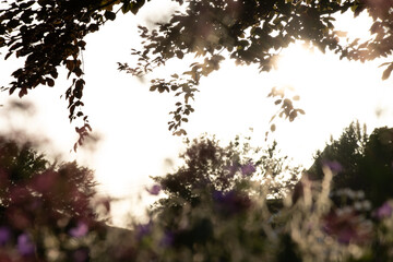 Blumen und Pflanzen, Garten, Natur, Sonnenlicht, Gegenlicht 