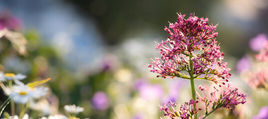 Blumen und Pflanzen, Garten, Natur,