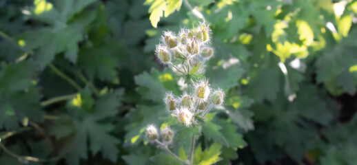 Blumen und Pflanzen, extra breites Bild, Hintergrundbild 