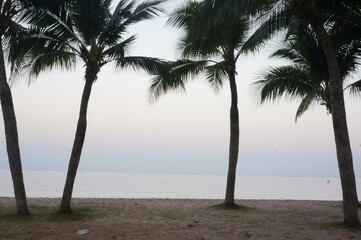 Serene Beach View with Palm Trees Silhouetted at Dusk