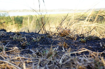 Fototapeta premium Close-Up View of Grassy Landscape with Focus on Ground Vegetation