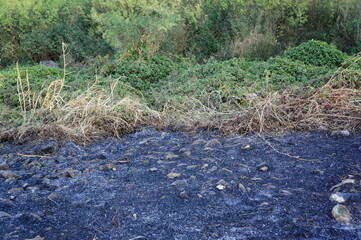 Burned Soil and Vegetation After Wildfire in Natural Landscape