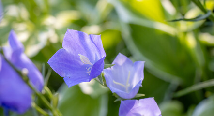 lila Glockenblumen im Sommer, Breitbildformat 