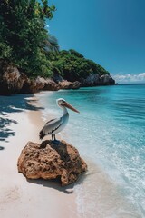 Pelican on rock, tropical beach, turquoise water.