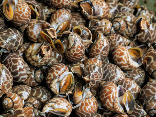 close up of a fresh Babylon snails ready to sale to customer 