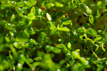 microgreen sprouts close-up