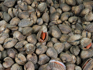 blood clams in a market ready to sold to customer 