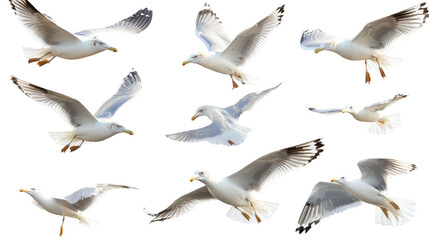 Obraz premium Flying seagulls isolated on white background. 