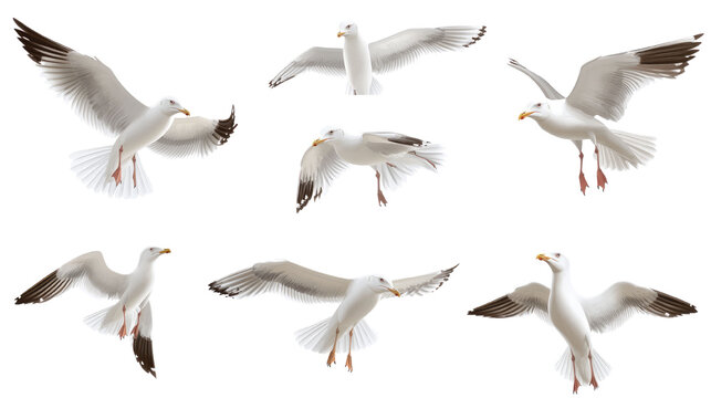 Flying seagulls isolated on white background. 