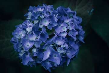 Blue Hydrangea Blooming in Silence